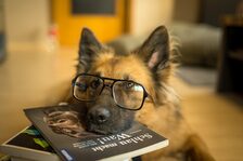 Das Bild zeigt einen Hund mit Brille und Büchern