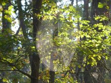 Das Bild zeigt ein Spinnennetz im Wald