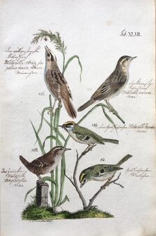 Tafel 47 aus: J. A. Naumann, Naturgeschichte der Land- und Wasser-Vögel...