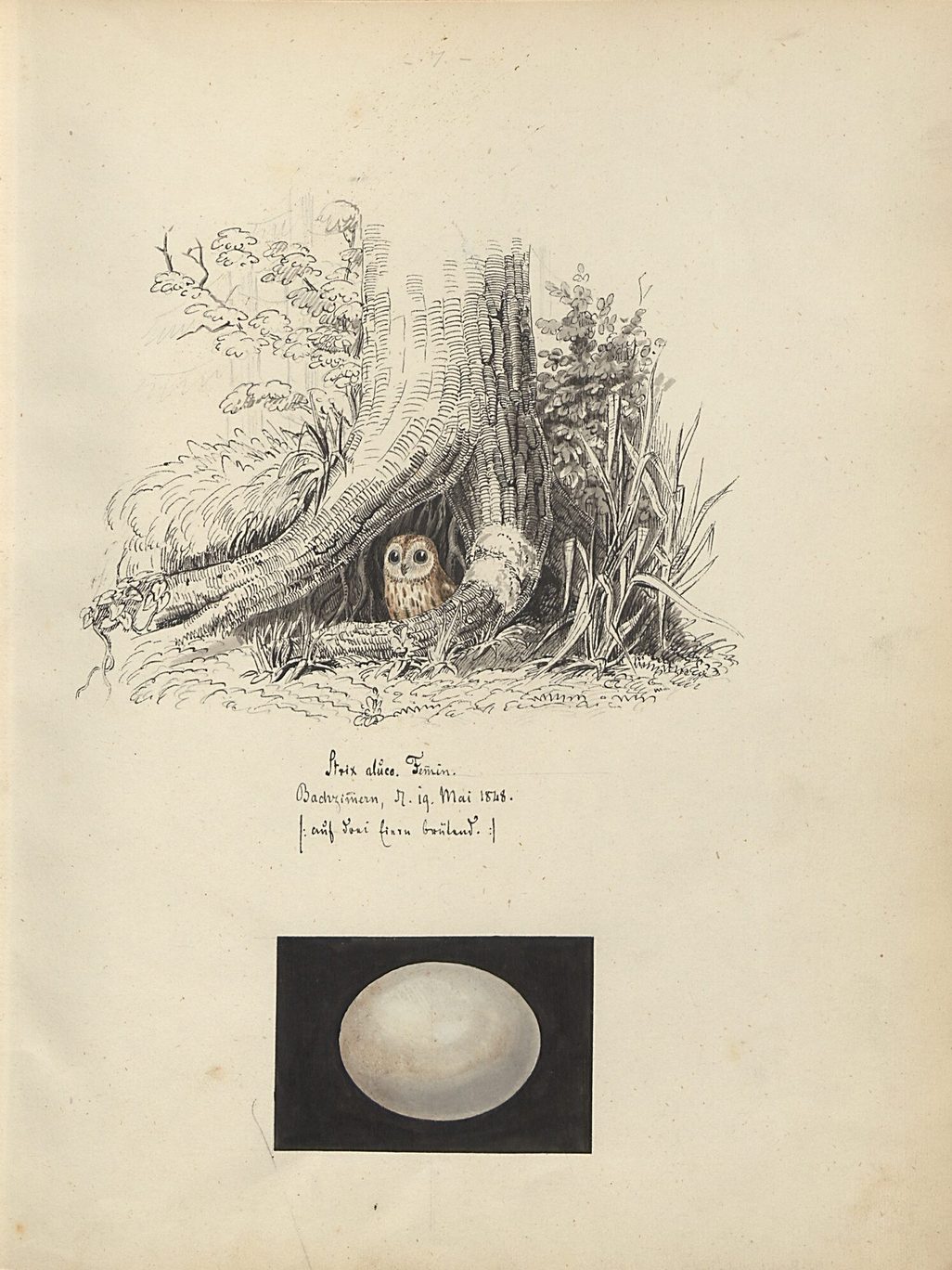 Brütender Waldkauz (Strix aluco) im Wurzelbereich eines Baumes, darunter ein Ei. Handkolorierte Originalzeichung (Tafel 7) aus: Martin Theodor von Heuglin: Ornithologischer Atlas (Autograf), [o. O., 1842–1850]. Signatur: Moyat 332