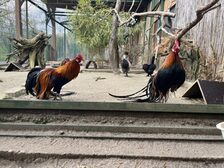 Hühner im Zoo Mainz