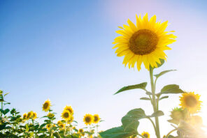 Ein Sonnenblumenfeld unter blauem Himmel © AdobeStock Andrii Yalanskyi