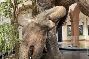 Gigantischer Nachwuchs für das Naturhistorische Museum © Landeshauptstadt Mainz