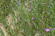 Bildergalerie Erhaltungsacker TH Bingen Kornrade - Agrostemma githago