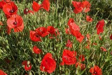 Bildergalerie Erhaltungsacker TH Bingen Klatschmohn - Papaver rhoeas
