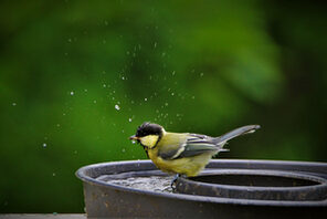 Ein Spatz badet in einer Wasserstelle © pixabay; #5271887, Carola68