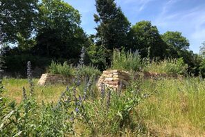 Zitadelle Trockenmauer und Wildstauden &copy; Landeshaupstadt Mainz